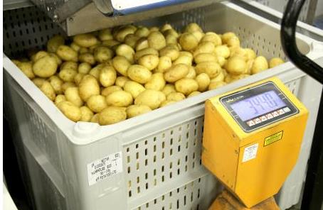 馬鈴薯(土豆)卡板箱